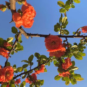 阿德陈玉滢五部曲和五部曲的主要内容概括
