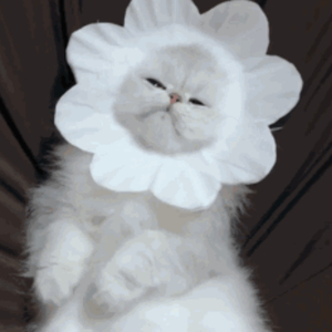 阿德陈玉滢五部曲和五部曲的主要内容概括
