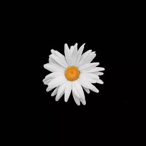 阿德陈玉滢五部曲和五部曲的主要内容概括
